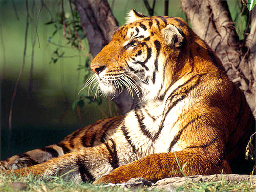 © WWF-Canon / Martin HARVEY <br> The Indochinese tiger is found in Thailand, Cambodia, China, Lao, Myanmar and Vietnam. Although extensive habitat is still available in some landscapes, fragmentation driven by rapid development - especially road networks - is forcing these tigers into scattered, small refuges that isolate the populations and increase accessibility for poachers.